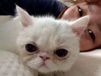 ついてる 様のお迎えした子猫