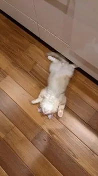 K.S 様のお迎えした子猫