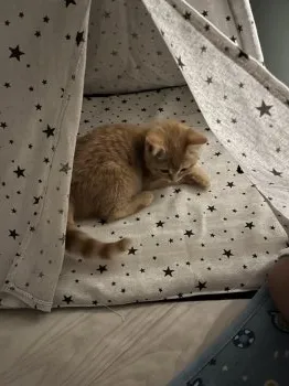 H.M 様のお迎えした子猫