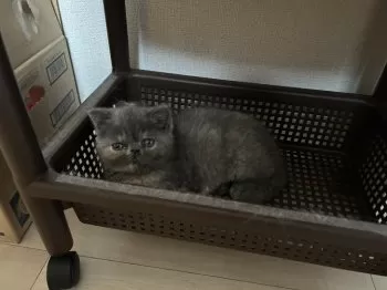 るるじろう 様のお迎えした子猫