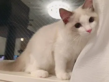 マイコー 様のお迎えした子猫