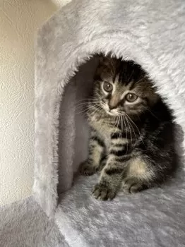 とも 様のお迎えした子猫