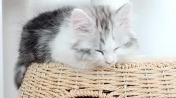 M.I 様のお迎えした子猫
