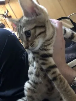 M.S 様のお迎えした子猫