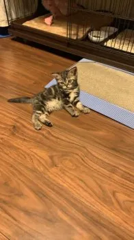 N.M 様のお迎えした子猫