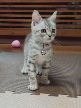 Tomy 様のお迎えした子猫
