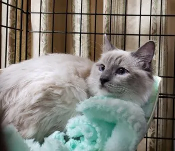 ママちゃん 様のお迎えした子猫