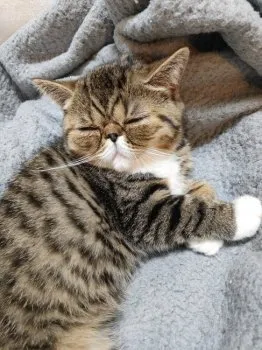 I.S 様のお迎えした子猫