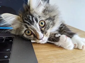 あまかわ 様のお迎えした子猫