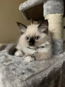 Y.K 様のお迎えした子猫
