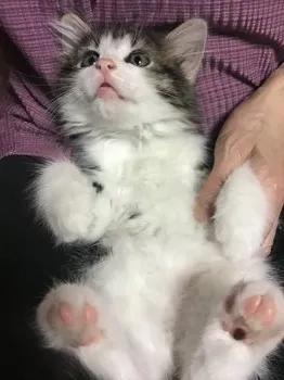 M.H 様のお迎えした子猫