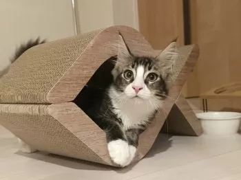 みそたぬ 様のお迎えした子猫