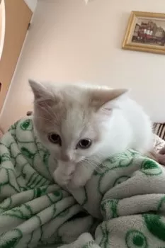 M.W 様のお迎えした子猫