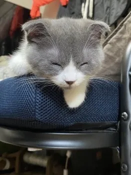 N.U 様のお迎えした子猫