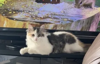 みかん 様のお迎えした子猫