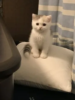 アリ 様のお迎えした子猫