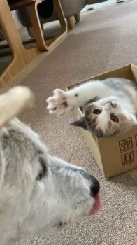 non25 様のお迎えした子猫