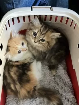 とこ 様のお迎えした子猫