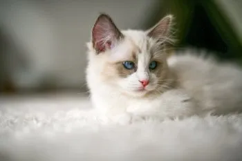 wawawawa 様のお迎えした子猫