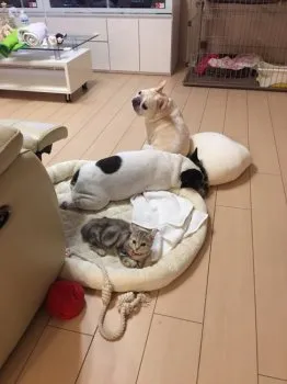 ももちゃんママ 様のお迎えした子猫