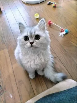 ルナ＆モナ 様のお迎えした子猫