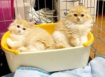 C.S 様のお迎えした子猫