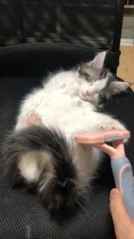 リ 様のお迎えした子猫
