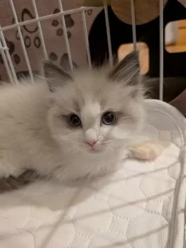 R.T 様のお迎えした子猫