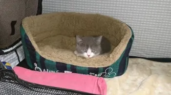 ホトトギス 様のお迎えした子猫