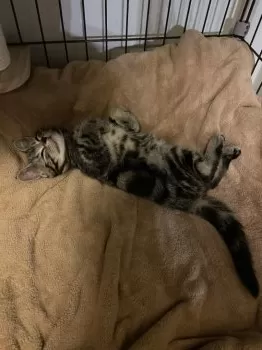 M.K 様のお迎えした子猫