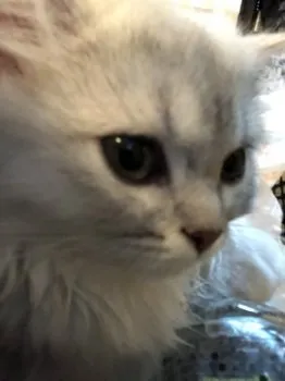 Chloéママン 様のお迎えした子猫