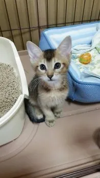 ユウキ 様のお迎えした子猫