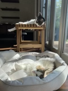 Y.S 様のお迎えした子猫