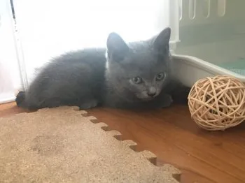たかっち 様のお迎えした子猫