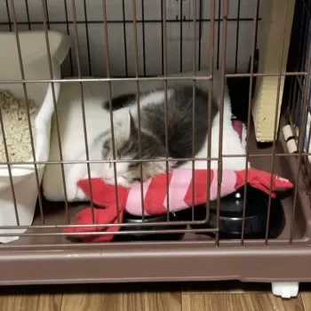 K.W. 様のお迎えした子猫