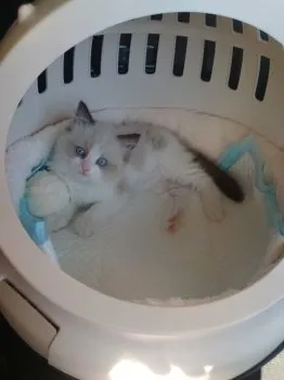 R.T 様のお迎えした子猫