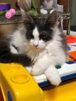 小出 様のお迎えした子猫