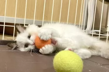 れん 様のお迎えした子猫