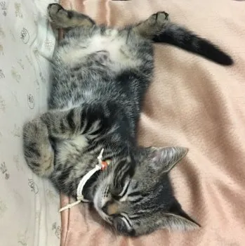 izu 様のお迎えした子猫