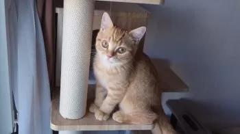 kina 様のお迎えした子猫