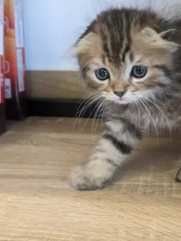 H.N 様のお迎えした子猫