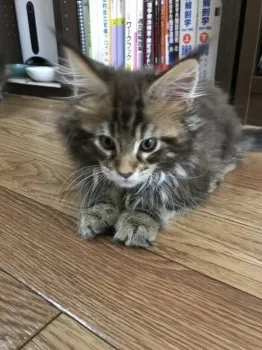 ねこっぽ 様のお迎えした子猫