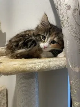 Y.K 様のお迎えした子猫