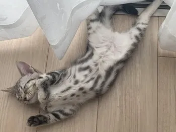 ニニ 様のお迎えした子猫