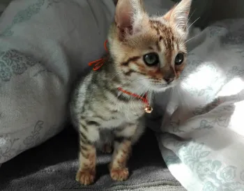 milk 様のお迎えした子猫