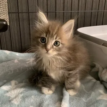 C 様のお迎えした子猫