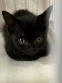 C.T 様のお迎えした子猫