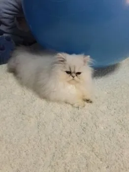 村山　さやか 様のお迎えした子猫