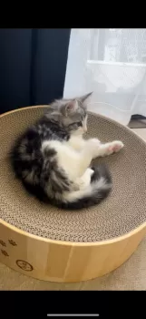 N.W 様のお迎えした子猫