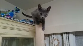 さくらのママ 様のお迎えした子猫